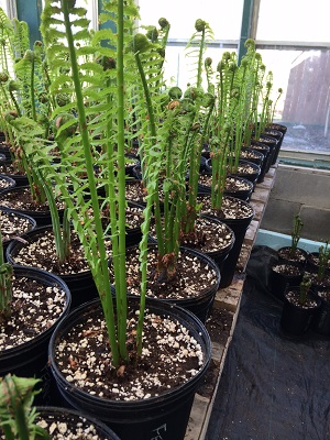 ferns 2