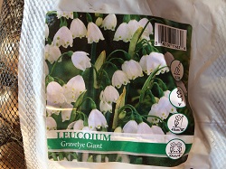 Leucojum