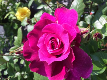 rose intrigue