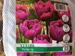 Tulip Margarita