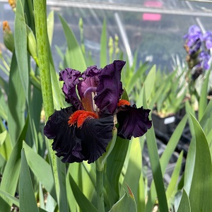 Iris Sharp Dressed Man