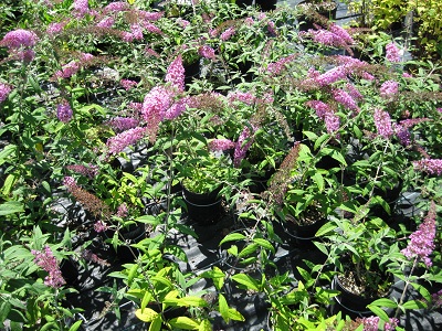 Buddleia