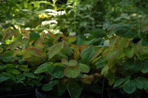 Epimedium
