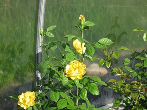 yello roses