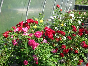 red roses