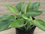 Hosta Abique Drinking Cup
