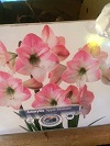 apple blossom