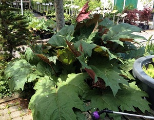 ornamental rhubarb june