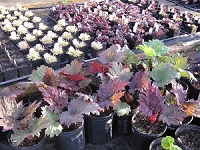 Ornamental Rhubarb