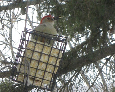 Woodpecker