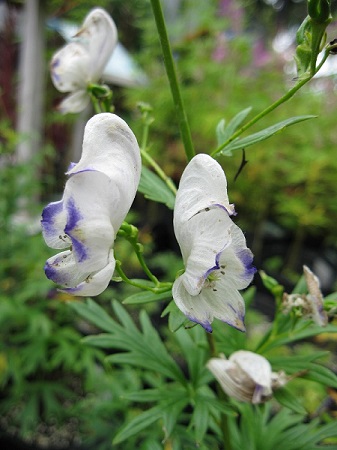 Aconitum Bicolor