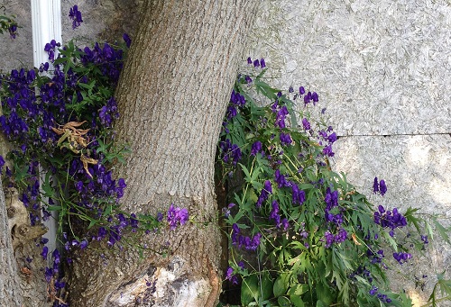 aconitum sparks