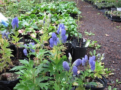 Aconitum fisheri