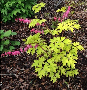 Dicentra gold
