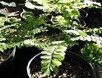 Maidenhair Fern