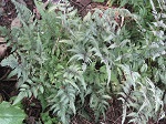 Japanese Painted Fern