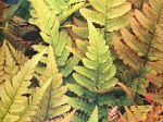Dryopteris Briliance
