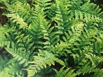 Dryopteris Felix-mas