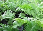 Matteucia