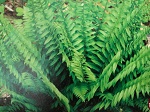 Polystichum