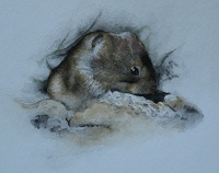 Tia
                              Mouse