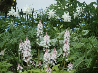 Tiarella 'Stargazer Mercury'