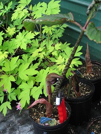 jackinthepulpit