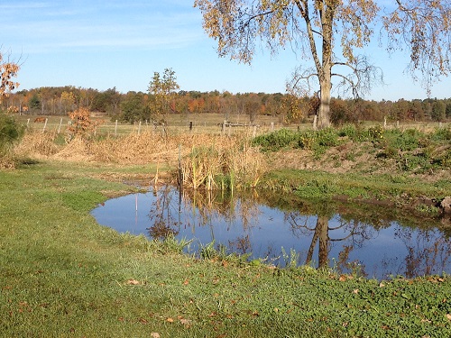 full pond