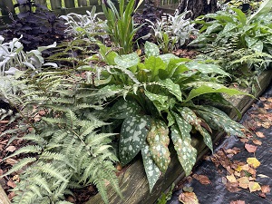 Pulmonaria Shrimps on the Barbie
