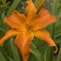 Daylilies