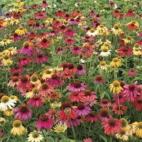 Echinacea