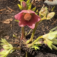 Hellebore