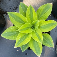 Hosta