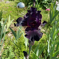 Iris