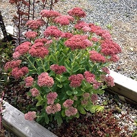 Sedum Tall