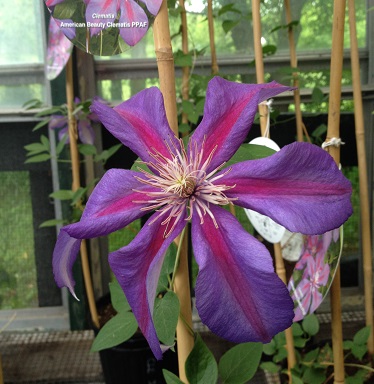 Clematis
                      American Beauty