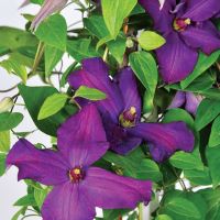 Clematis Ayako