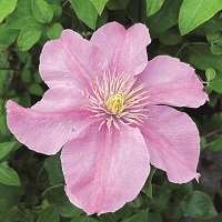 Clematis Pompeii