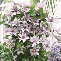 Clematis Samaritan Jo