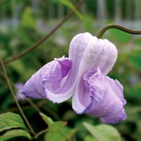 Clematis crispa