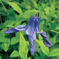 Clematis integrifolia Olgea