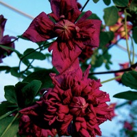 Clematis viticella Purpurea Plena