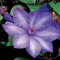 Clematis x Elsa Spath