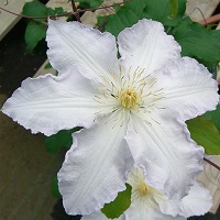 Clematis x Gillian Blades