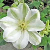 Clematis Guernsey Cream