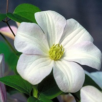 Clematis x Huldine