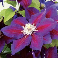 Clematis x Julka