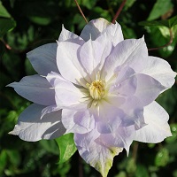 Clematis x 'Louise Rowe'