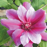 Clematis x Scartho Gem