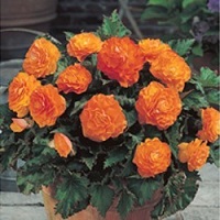 Begonia Non-stop Apricot